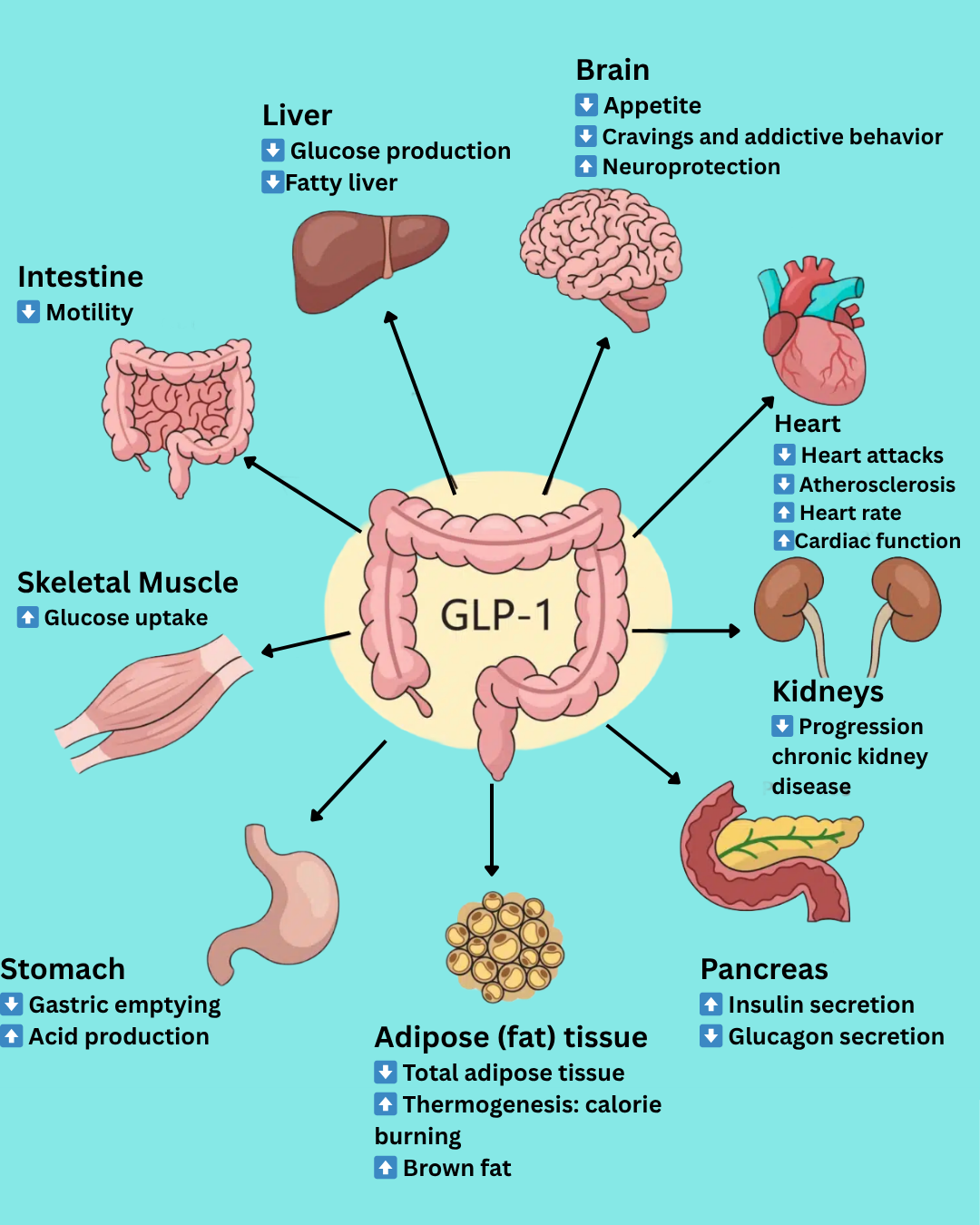 Could a GLP-1 Agonist Be Right For Me?